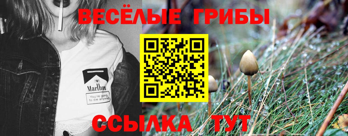 Псилоцибиновые грибы Psilocybine cubensis Электросталь